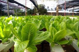 Image for Greener Gardens with ID of: 871734