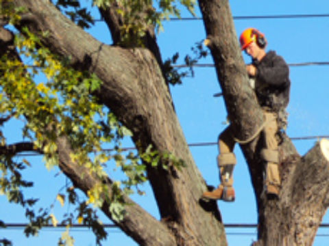 Image for Accurate Tree Service & Stump Grinding with ID of: 873624