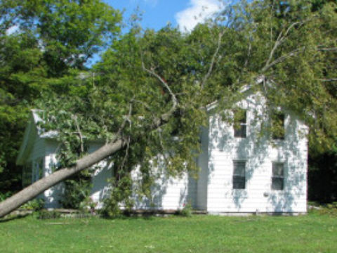 Image for Accurate Tree Service & Stump Grinding with ID of: 873626