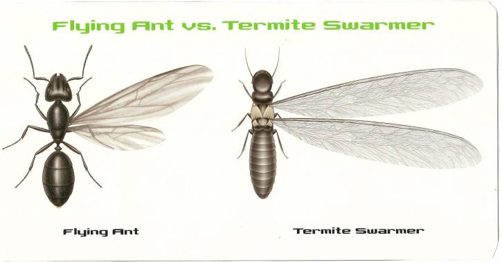Image for Empire Termite & Pest Control with ID of: 875842