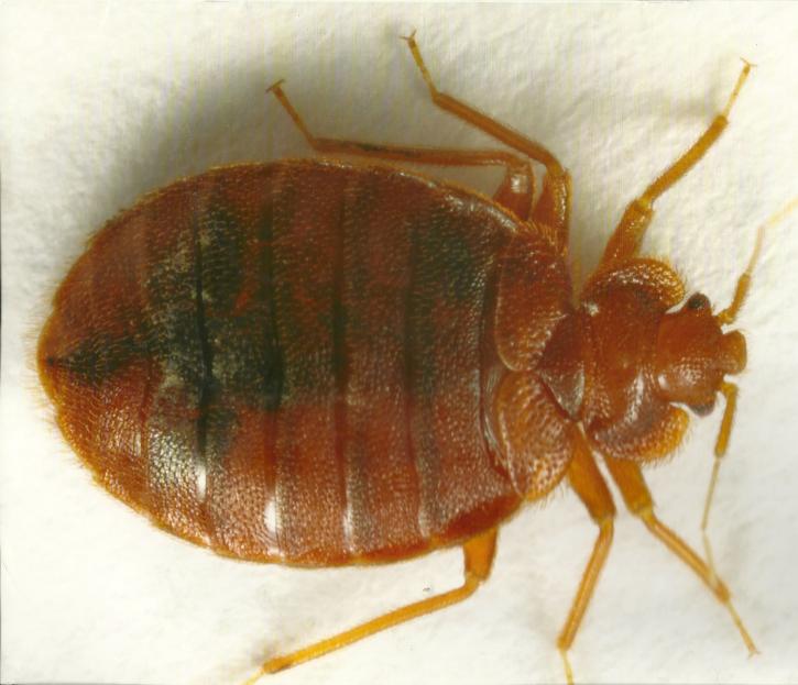 Image for Empire Termite & Pest Control with ID of: 875872