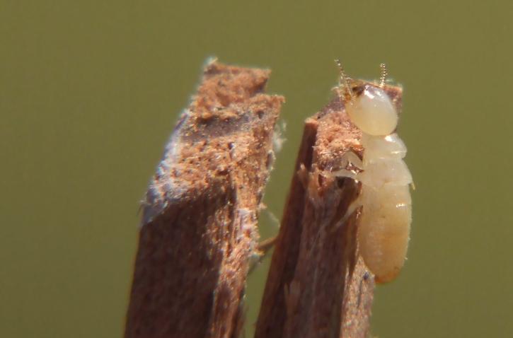 Image for Empire Termite & Pest Control with ID of: 875878