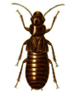 Image for Empire Termite and Pest Control (#2) with ID of: 876060