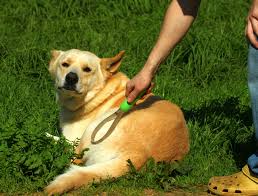 Image for Sudzy Dogz with ID of: 877390