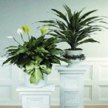 Image for Haws & Co. with ID of: 877463