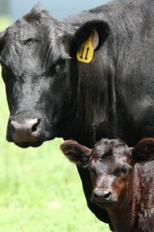 Image for McHenry County Fair Association with ID of: 881592