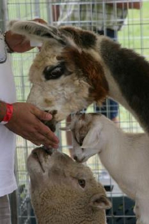 Image for McHenry County Fair Association with ID of: 881594