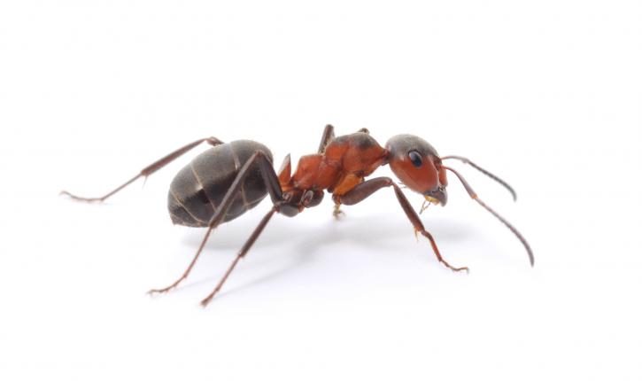 Image for All Solutions Pest Control with ID of: 882045