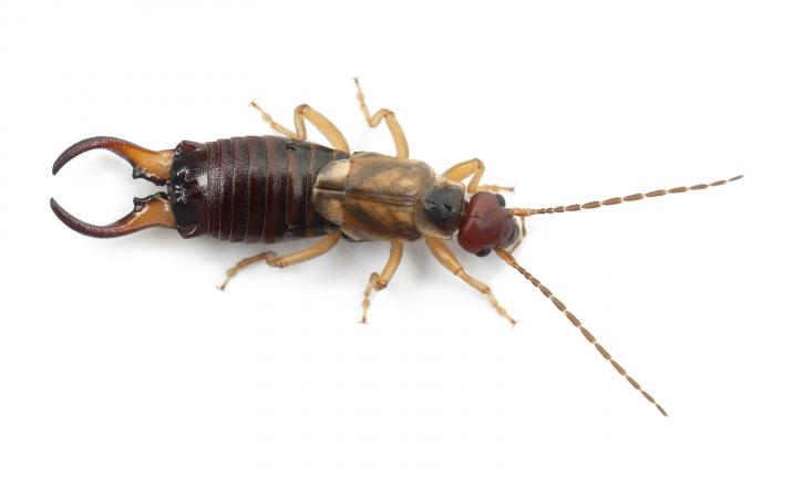 Image for All Solutions Pest Control with ID of: 882047