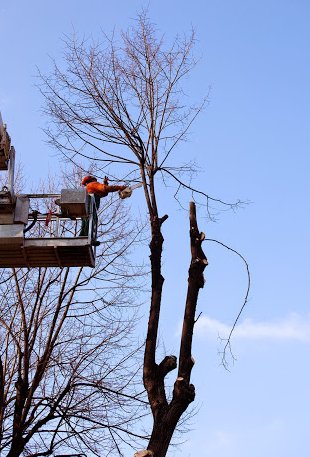 Image for Pittsburgh Tree Service with ID of: 883074