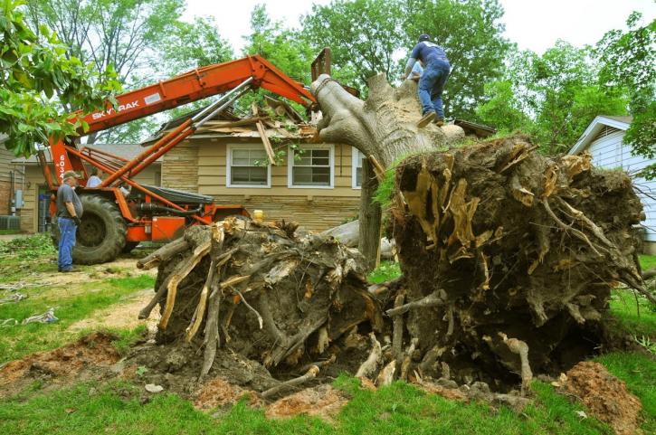 Image for Gray's Tree Service with ID of: 891267
