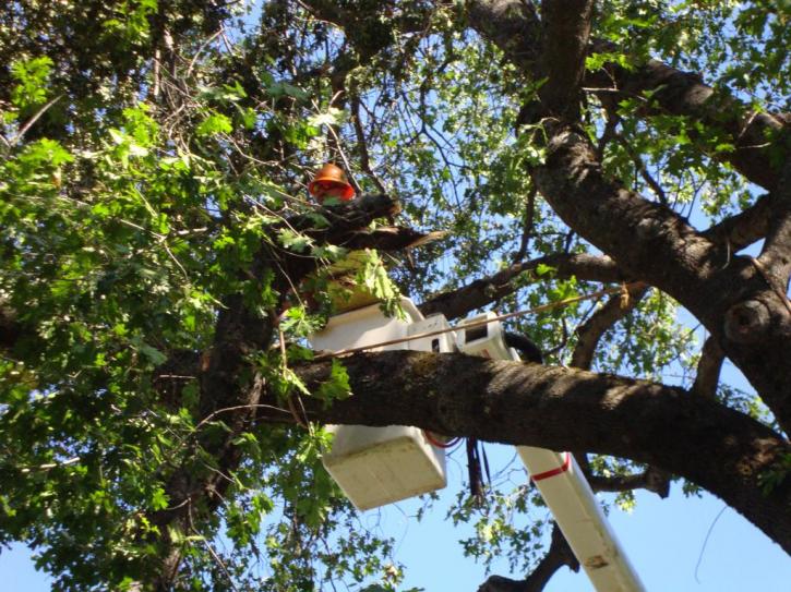 Image for Gray's Tree Service with ID of: 891270