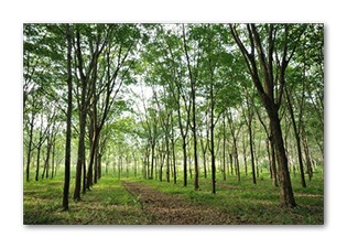 Image for Ridgeline Tree Service with ID of: 893069