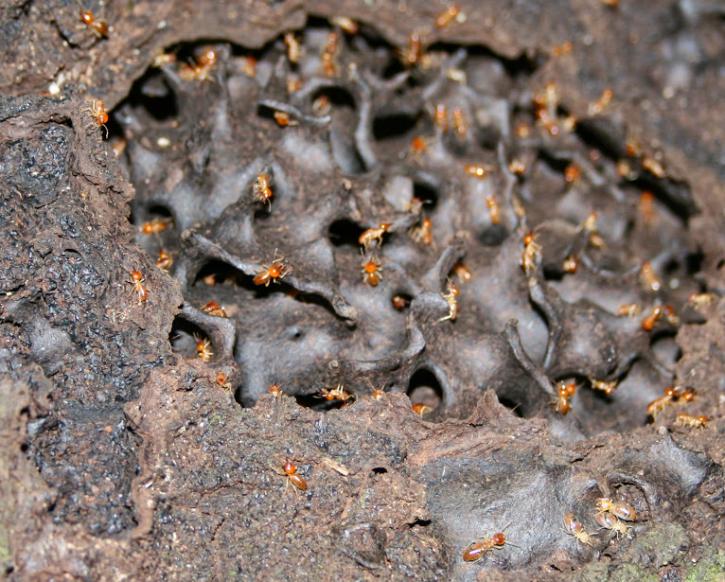 Image for David's Pest Control with ID of: 893112
