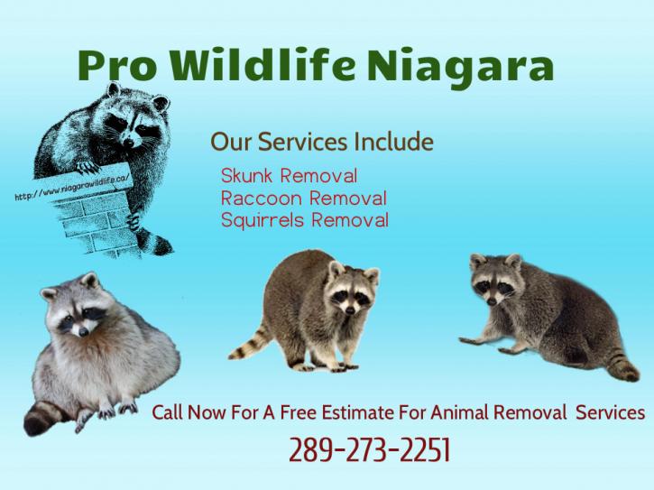 Image for Pro Wildlife Niagara with ID of: 897189