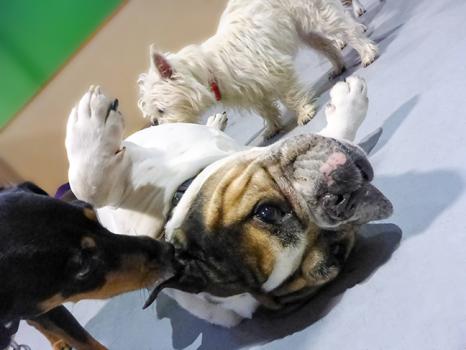 Image for 24 Hour Dog Daycare with ID of: 897693