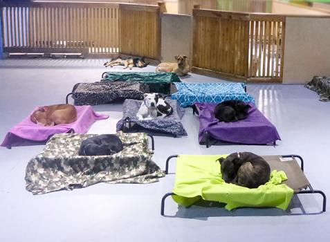 Image for 24 Hour Dog Daycare with ID of: 897695