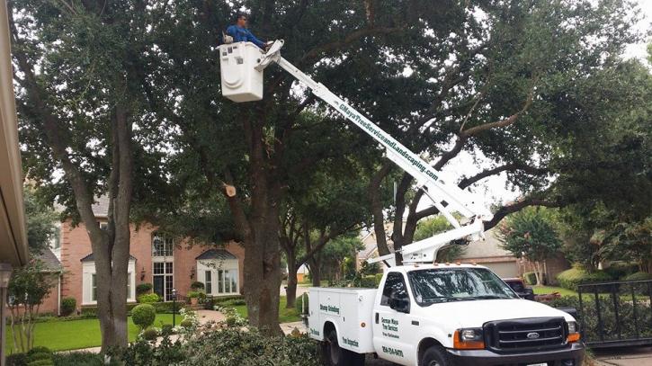 Image for G Maya Tree Service & Landscaping with ID of: 897742