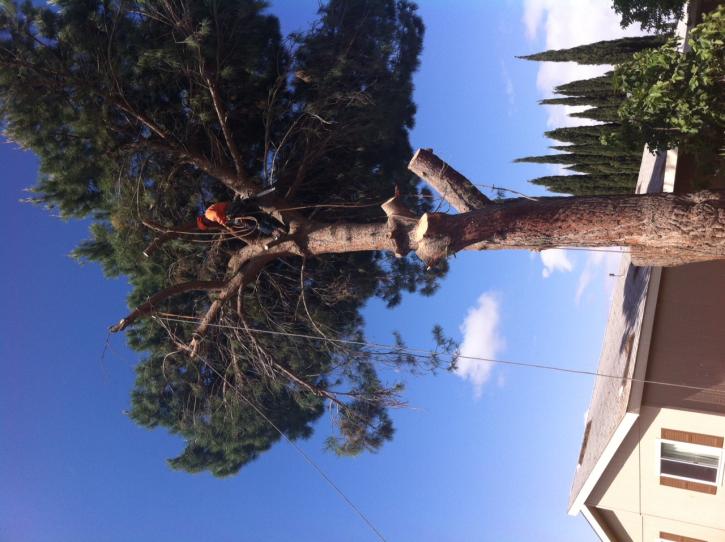 Image for S & H Tree & Arborist Service with ID of: 898447