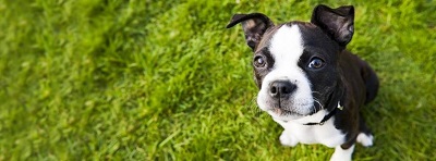 Image for Safe Journey Dog Boarding with ID of: 899066