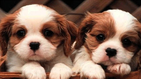 Image for Safe Journey Dog Boarding with ID of: 899070