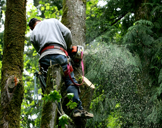 Image for Olympic Tree Service LLC with ID of: 900226
