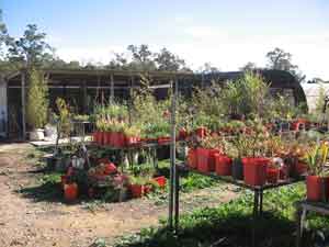Image for Texas-Tulips, LLC with ID of: 906630