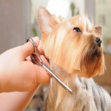 Image for A1 Grooming Too! with ID of: 906973