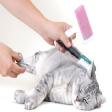 Image for A1 Grooming Too! with ID of: 906974