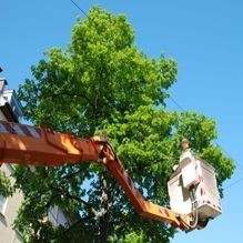 Image for Bill`s Tree Service with ID of: 908288
