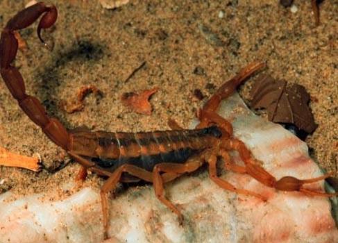 Image for Accurate Pest Control - Austin with ID of: 909080