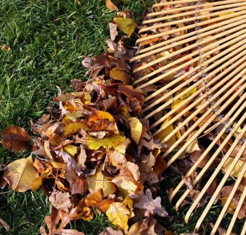 Image for Steve's Lawn Care Services with ID of: 909976