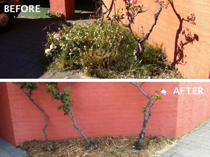 Image for Mitchs Gardening with ID of: 913161