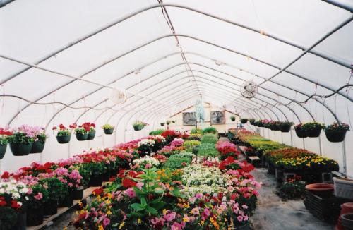 Image for Dwyer Greens & Flowers with ID of: 913896
