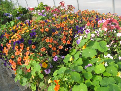 Image for Dwyer Greens & Flowers with ID of: 913897