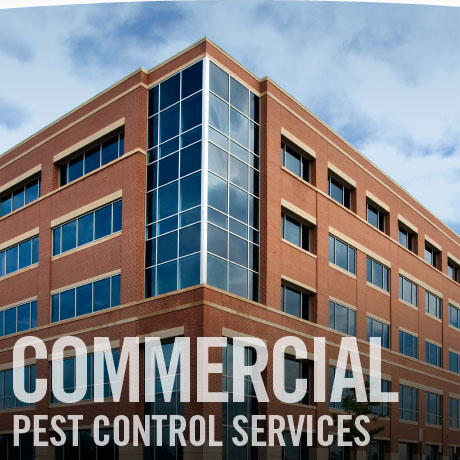 Image for JC Pest Control Now with ID of: 914901