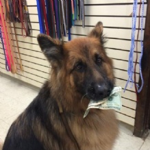Image for Ramapo Kennels with ID of: 916157