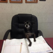 Image for Ramapo Kennels with ID of: 916158