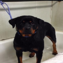 Image for Ramapo Kennels with ID of: 916159