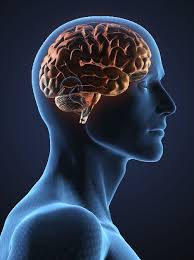 Image for Brain Matters Research with ID of: 917683