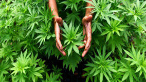 Image for Green Star Doctors with ID of: 931252