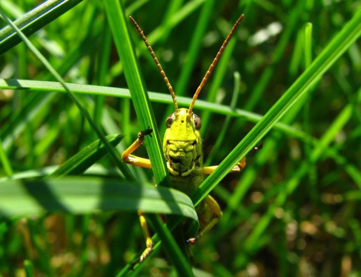 Image for The-GrassHopper.Net with ID of: 932390
