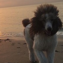Image for Dogs By Renee with ID of: 932575