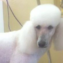 Image for Dogs By Renee with ID of: 932578