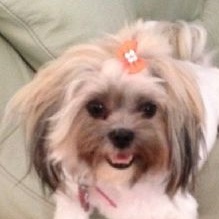Image for Dogs By Renee with ID of: 932579