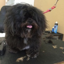 Image for Dogs By Renee with ID of: 932580