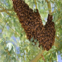 Image for Miller Pest Control with ID of: 934161