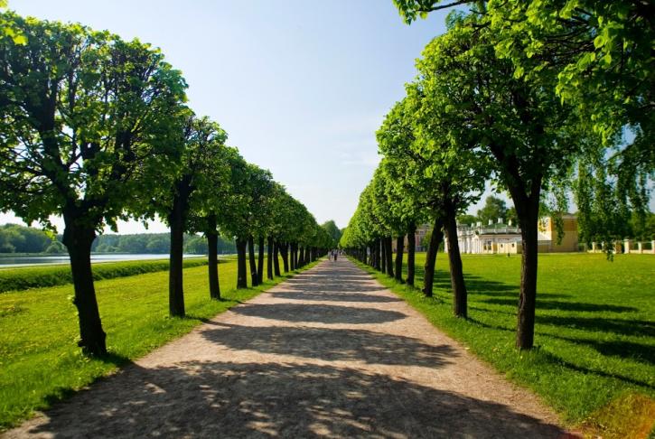 Image for Tommy's Tree Service with ID of: 939744