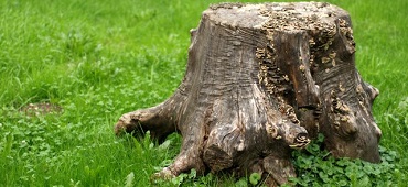 Image for Tommy's Tree Service with ID of: 939747