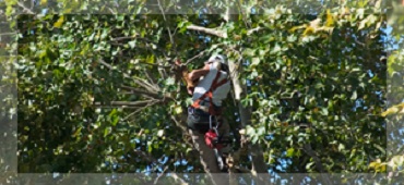 Image for Tommy's Tree Service with ID of: 939748